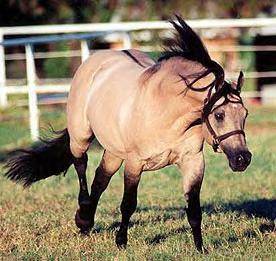 horse.jpg