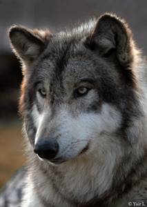 wolf.jpg