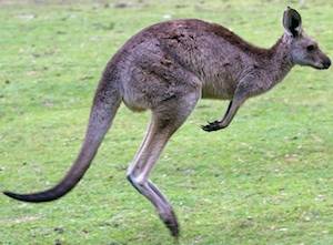 easterngreyroo copy.jpg