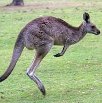 easterngreyroo.jpg