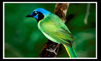 GreenJay.png