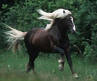 Sivak---Stallion.jpg