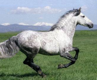 Ghost---Stallion.jpg