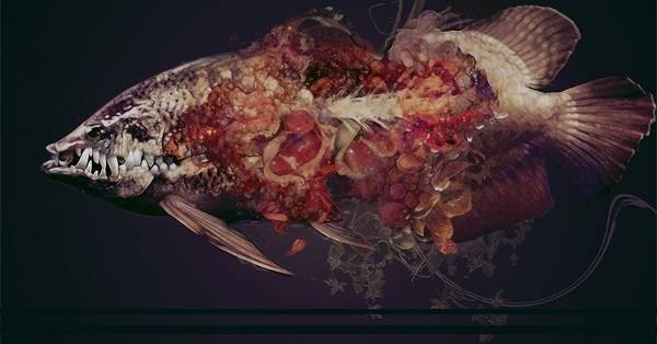 Ydk-Morimoe-2 (600x314).jpg