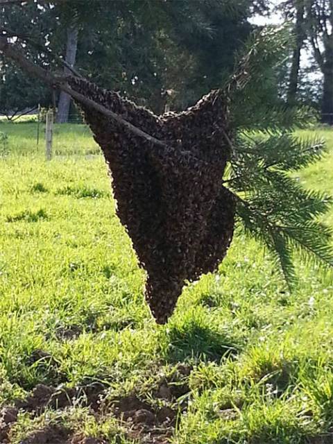 bee1.jpg