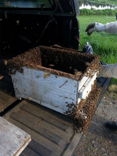 bee7.jpg