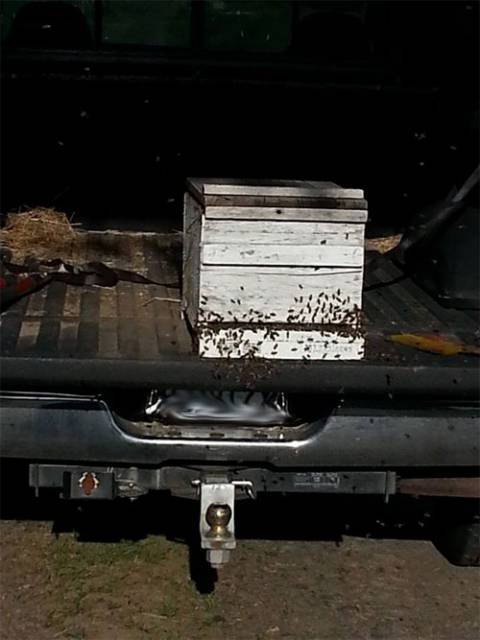 bee8.jpg