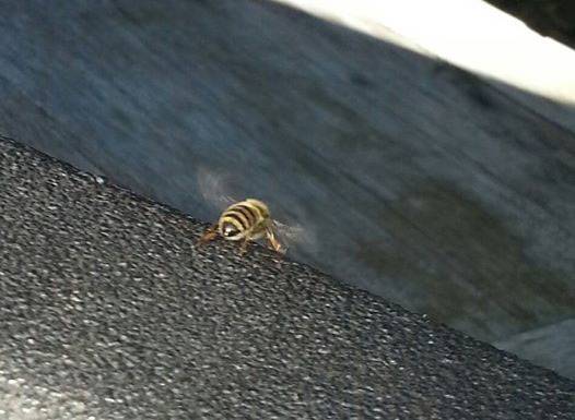 bee10.jpg