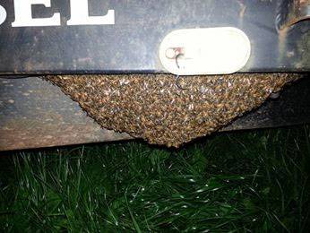 swarm3.jpg