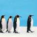 penguin_leadership_1.jpg