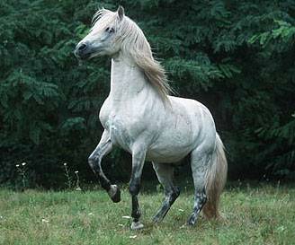 3---Mare.jpg