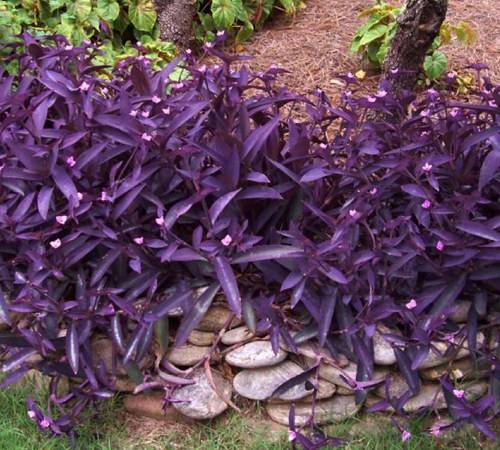 130-Purple-Hearts.jpg