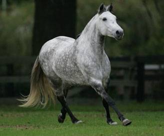Ice---Mare.jpg