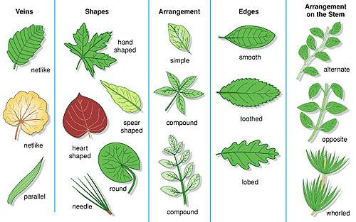 leaftypes.jpg