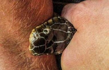 snakebite.jpg