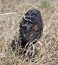 Stealth.jpg
