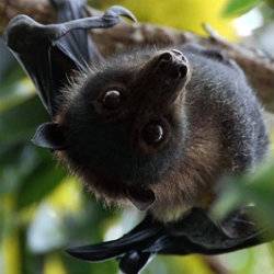 Twig's Animal Form.jpg