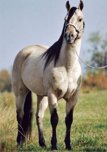 horesy horse.jpg