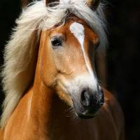 Horse Ava 1.jpg