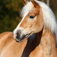 Horse 2.jpg