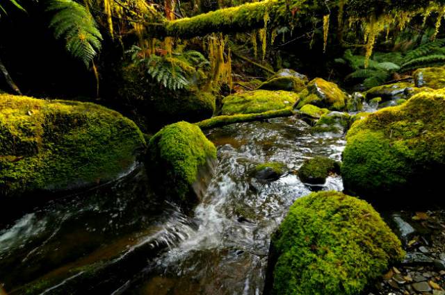 Mossy River.jpg