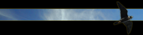 sparse_falcon_header.png