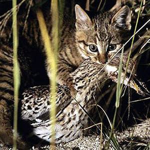 chinesemountaincat2.jpg