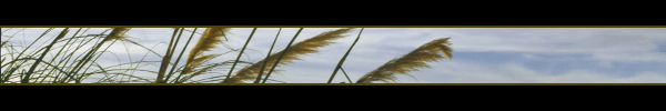 minim_banner_grass_02.png