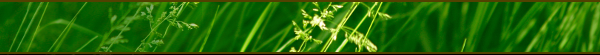 minim_banner_grass.png