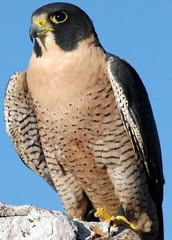 khida_falcon_03.jpg