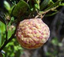 brain berry.jpg
