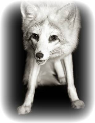 white fox white edge.jpg