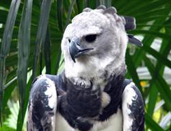 naamaeagle1.jpg