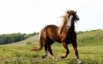 Animals_Horses_Riding_a_horse_033632_ (350x219).jpg