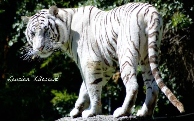 rare_white_tiger-wide.jpg