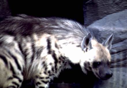 animal38b.jpg