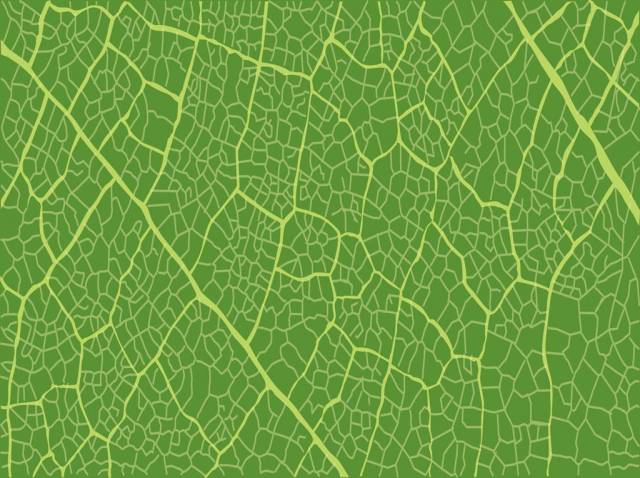 leafpattern.jpg