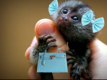 finger-monkey-factrange.jpg