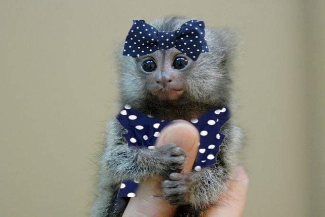 finger_monkeys_02.jpg