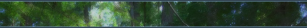 minim_banner_forest.png