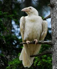 raven_perched_200.jpg