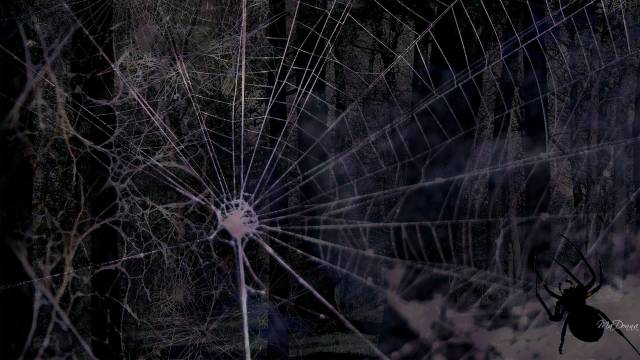spider-download.jpg