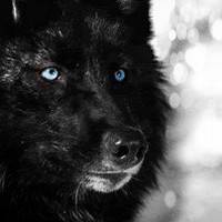 Icon-Black-Wolf-Blue-Eyes-wolves-32460877-200-200.jpg