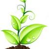 plant.jpg