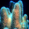 coral manipulation.jpg