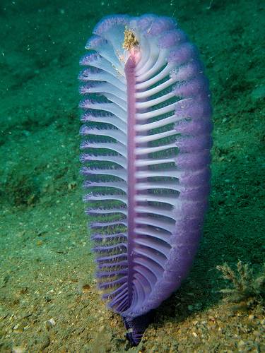Coral-Identification-Types-of-Coral-Sea-Pen.jpg