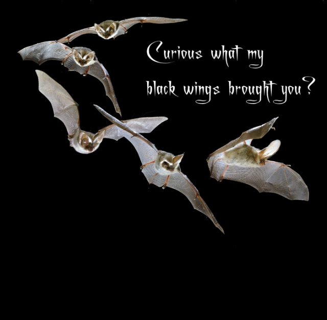 10220-Long-eared-Bat-flight-sequence.png