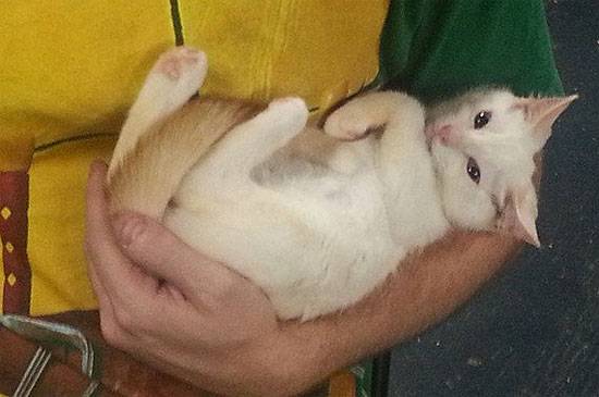 cat3.jpg