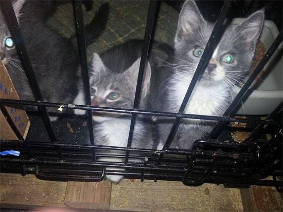 cats4.jpg