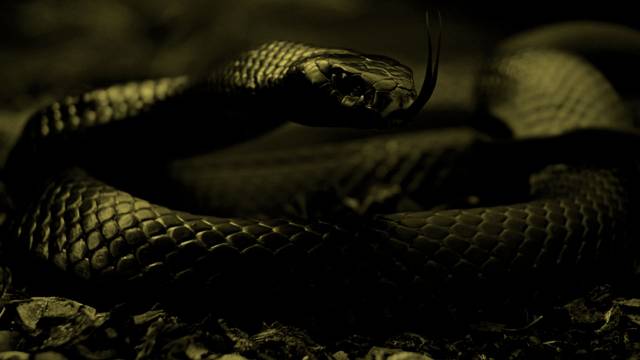 black_mamba_snake_bg.jpg